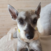 Google - Réf 42141016 - Schnauzer nain - M - 03/2011 - Obéissance de base - 