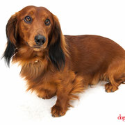 Kuanto - Réf 240515 - Teckel poils longs - M - Photos uniquement - Rem : roule 