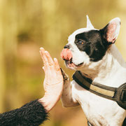 Wicca - Réf 090410/16 - Bouledogue Fr - M - Tournages & Photos - Rem : Obéissance +++ - Agility - Expérience  