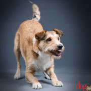 Pinceau - Réf 250604/16 - M - X Jack Russel - Tournages & photos - Rem : Obéissance - Très joueur - Saute à bras - Donne la patte, une puis l'autre, ...