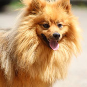 Titou - Réf 26140916 - Spitz - M - 2013 - Obéissance de base - Expo - Expérience (clip musical) 