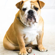 Nina - Réf 300806 - Bouledogue UK - F- Tournage & Photos - Rem : Obéissance - Expo 