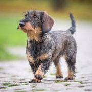 Maya - Ref 13070316 - F - Teckel - 2015 - Obéissance de base - Rem : sociable, joueuse. 