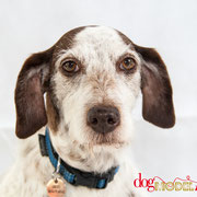 Venga - Réf 310506 - X Braque - F - Photos uniquement