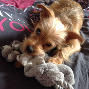 Maurys - Réf 120300117 - Yorkshire X Border Terrier - M -2015 - Obéissance de base - Rem : Agility - Malvoyant d'un oeil  