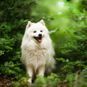 Nui - Réf 254200717 - M - Spitz Japonais - 2016 - Obéissance avancée - Tournages et photos - Rem : tricks