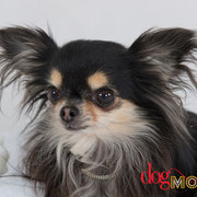 H'Dora - Réf 140602 - Chihuahua - F - Tournage & Photos - Rem : Base obéissance - N'aime pas l'herbe