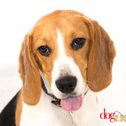 Suki - Réf 200930 - Beagle - F - Tournage & Photos - 