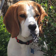 Major - Ref 10090316 - M - Beagle - Obéissance : brevet - rem : Agility, brevet sociabilité