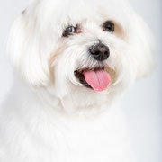 Bounty - Réf : 270601-15 - Bichon Maltais - M - Tournage & Photos 