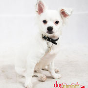 Jeronimo - Réf 20078 - Chihuahua - M - Photos uniquement