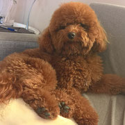 Lola - Ref 114270117 - Caniche nain - F - 2015 - Obéissance de base - Rem : Tricks