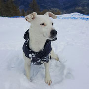 Nina - Réf 192200417 - F - jack russel - 2014 - Obéissance de base - Rem : Agility