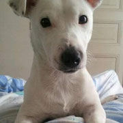 Domino -  Réf 162090317 - Jack Russel - M - Obéissance de base