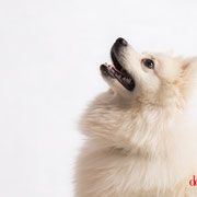 Gysmo - Réf 070605 - Spitz - M - Photos 