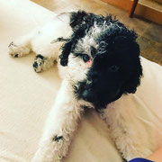 Subaru - Réf 248100717 - Caniche nain particolore - M - 2017 - Obéissance de base - 