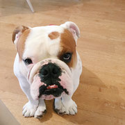 Stan - Réf 30300916 - Bulldog UK - M- 05/2015 - Obéissance de base