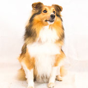 KissMe - Réf 100802 - Berger Shetland - Tournage & Photos - Rem : Troupeau - Dog Dancing