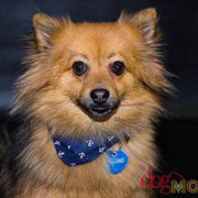 Hatchiko - Réf 141080317 - M - Spitz - 2014 - Obéissance avancée - Tricks - Agility - Dogdance - Canicross - Obéidience