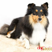 Lexie - Réf 100827 - Sheltie - F - Photos uniquement 