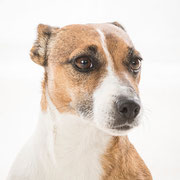 Mini - Réf 270929 - Jack Russel - F - Tournage & Photos - Rem : Voyage sur poutres, arbres, toits...