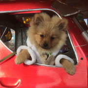 Mao - Ref 205050517 - M - Loulou de Poméranie -  -2016 - Obéissance avancée 