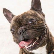 Alvin - Réf 270908 - Bouledogue français - M - Tournage & Photos - Rem : très réceptif à l'apprentissage 