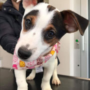 Djoy - Réf 182310317 - Jack russel - M - 2016 - Obéissance de base - Rem : Chiot ! Agility - Obédience 