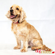 Bouli - Réf 070607 - Cocker anglais - M - Tournage & Photos