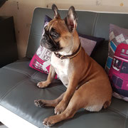 Louane - Réf 240270617 - F - Bouledogue français - Obéissance de base - Rem : agility 