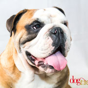 Mato - Réf 300817 - Bouledogue anglais - M - Photos uniquement