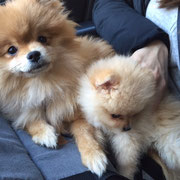 Jazz - Réf 94161216 - Spitz Pomeranian - F - 06/2015 - Calme, douce et joueuse - Apprentissage nourriture 