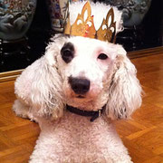 Gazelle - Réf : 27150916 - Caniche - F - 2011 - Obéissante, très à l'écoute, apprend très vite. 