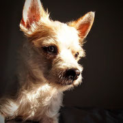 Dips - Réf 140818 - Chihuahua X Chien chinois - M - 05/2015 - Tournage - Obéissance : ++ - Rem : check - danse