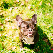 Marcel - Réf 050410/16 - Bouledogue Fr - M - Tournages & Photos