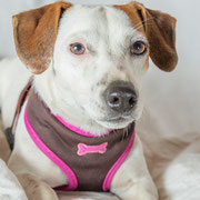 Lola - Réf 160508 - Jack Russel - F - Tournage & Photos - Rem : Obéissance - Agility  - Nombreux tricks