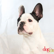 I2 - Réf 200905 - Bouledogue français - M - Tournage & Photos - Rem : Fait le beau - Donne la patte