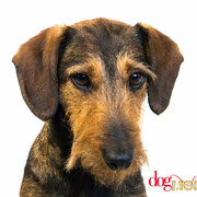 Cannelle - Réf 290913 - Teckel - F- Tournages & photos - Rem : Obéiisance - Agility - Donne la patte - Rampe - Roule 