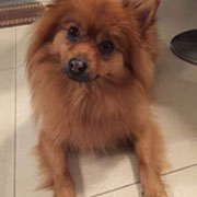 Milo - 14070316 - M - Spitz allemand -2013 - Obéissance de base - Rem : ne possède que 3 pattes 