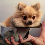 June - Réf 97191216 - Spitz nain - F - 06/2014 - Obéissance avancée - Rem :  Tricks - Fait du scooter