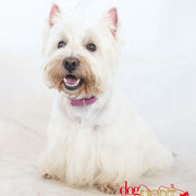 Jericho - Réf 200903 - Westie - M - Tournage & photos - Rem : Obéissance - Agility 