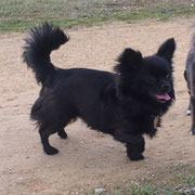 Titisa - Réf 132170217 - Chihuahua - F - Obéissance avancée - 