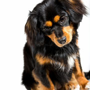 Lady - Réf 270606 - X Cavalier King Charles - F - Tournage & Photos - Rem : Clicker Training 