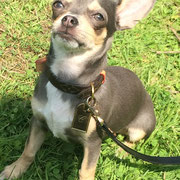 Chanel - Réf 140816 - F - Chihuahua - 2016 - Obéissance : ++chiot prometteur - donne la patte