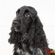 Salsa - Réf 070615 - Cocker américain - F - Tournage & Photos -