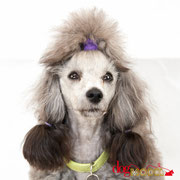 Love - Réf 070605 - Caniche - M -Tournage & photos - Rem : Dogdance +++ 