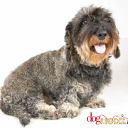 Fiona - Réf 200710 - Teckel - F - Tournage uniquement