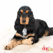 Kenza - Réf 200918 - Cocker anglais - F - Tournage & photos - Rem : Obéissance