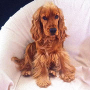 Nelson - Réf 36031016 - Cocker anglais - Mâle - 11/2015 - Obéissance de base - Rem : Dogdancing