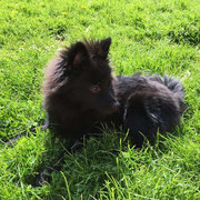 Sacha - Réf 275070817 - M - Obéissance de base - Rem : Tricks